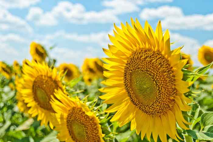 prato di girasoli d'estate