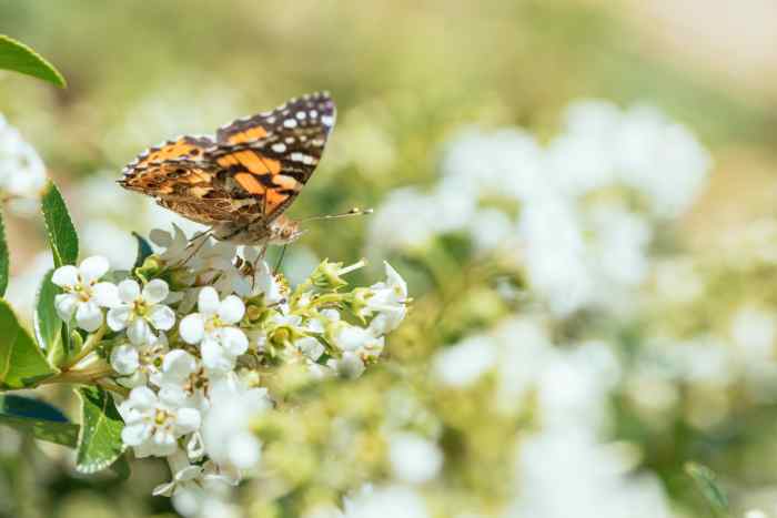 farfalla che si posa su un fiore appena sbocciato in primavera